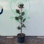 Céder atlantský (Cedrus atlantica) ´GLAUCA´ - výška 150-170cm, kont. C45L-BONSAJ